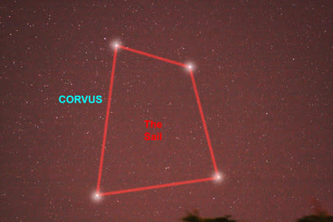 Corvus - Credit: pete lawrence