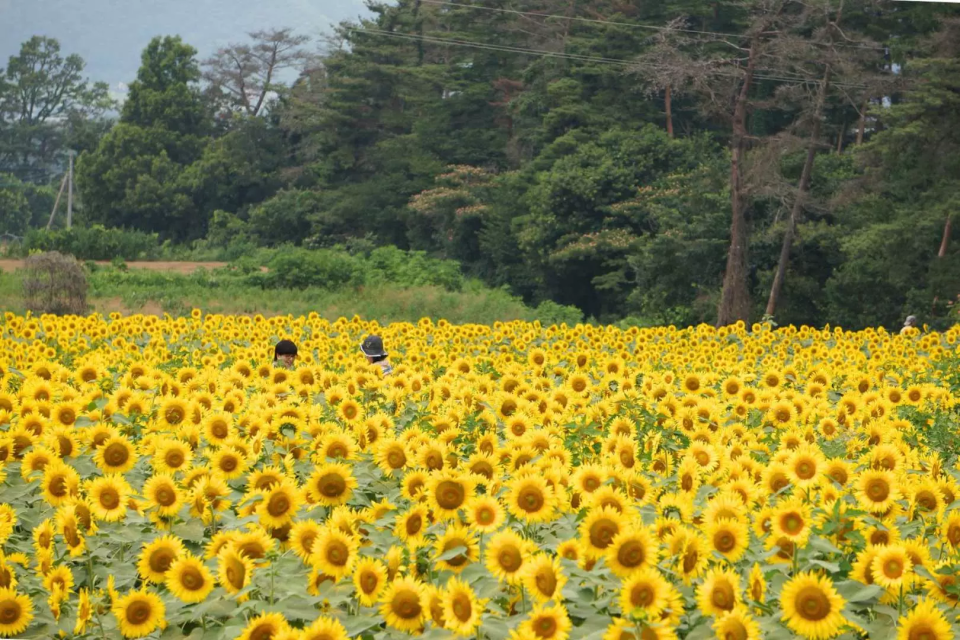 日本旅遊｜暑假必去山梨賞花一日遊 打卡熱點明野向日葵花海、特產提子即摘任食30分鐘、參觀葡萄酒廠、包午餐 7-8月東京出發每位$543起！