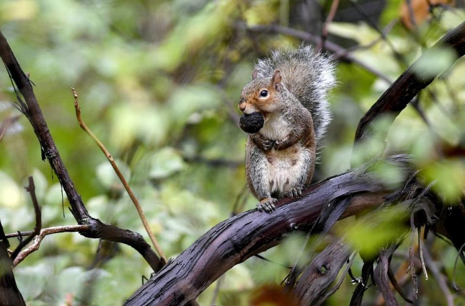 A squirrel at the base of the Mount Nittany hiking trail on Monday, Oct. 7, 2019.