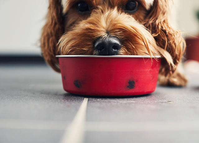 Is Human-Grade Dog Food Worth It? Vets Weigh in - PureWow