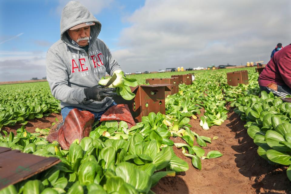 Farmworkers pick bok choy in a field in Calexico, Calif. In 2021, President Joe Biden proposed an eight-year path to citizenship for about 11 million immigrants in the U.S. illegally as well as green cards to more than 1 million DACA recipients and temporary protected status to farmworkers already in the United States. Congress has not passed the measure.