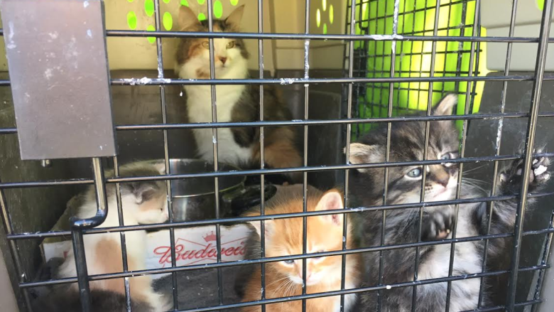 Purr-fect ending for Fort McMurray evacuee kittens