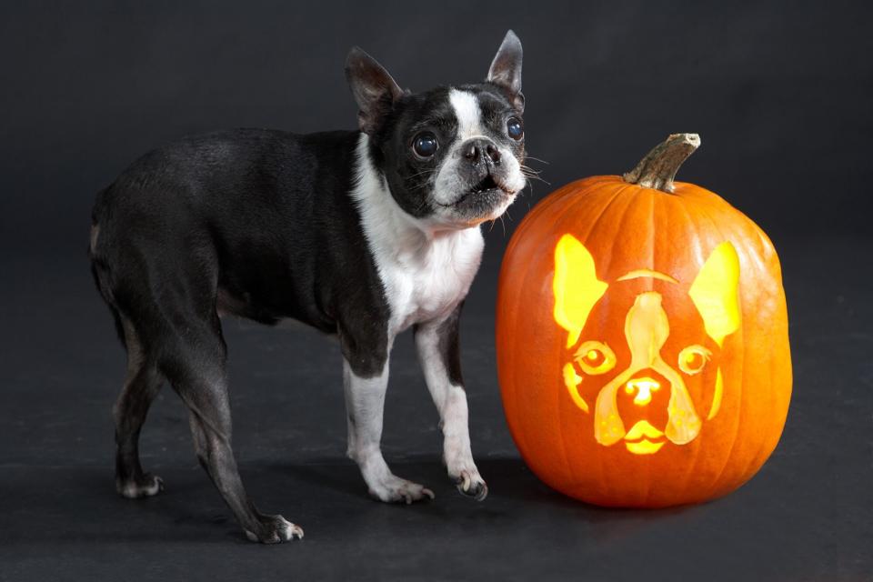 boston terrier standing next to carved pumpkin of his face