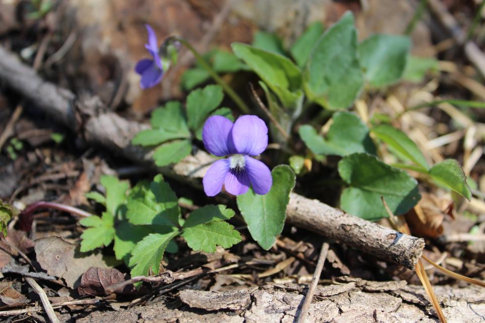 A common blue violet, Viola sororia, blooms in Missouri. The plants produce showier blossoms than they used to, in part because climate change is bringing more rainfall.