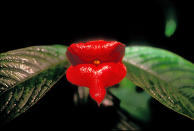 <b>Hot Lips Plant - Corcovado National Park, Costa Rica, 2000</b> <p> Suzi and I love photographing the unique vegetation as we travel the world -- this might be one of our favorites! The “Hot Lips” plant is nestled in the rainforest amidst sloths, snakes, and more!</p>