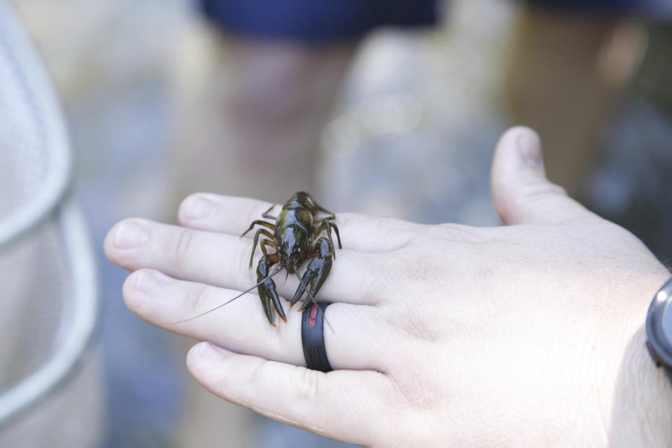 Chad Cogburn, of the Nashville Zoo, holds a Nashville crayfish during an annual census of the endangered species on Wednesday, June 11, 2024, in Nashville, Tenn. The U.S. Fish and Wildlife Service is considering removing the Nashville crayfish from the endangered species list, but some biologists argue it still needs protection because its range is so limited. (AP photo by Kristin M. Hall)