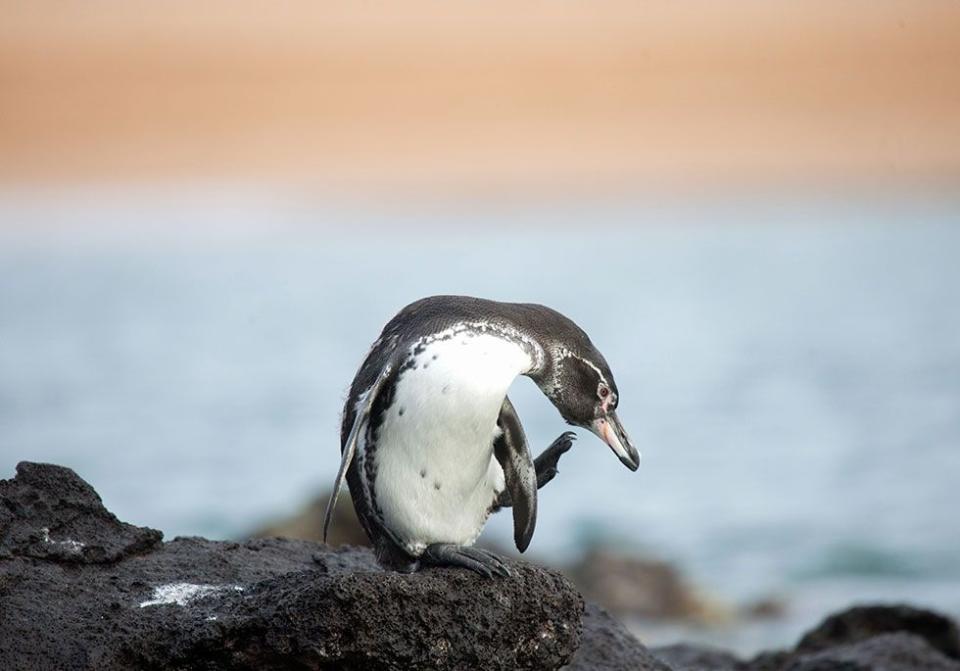 Galápagos Penguin