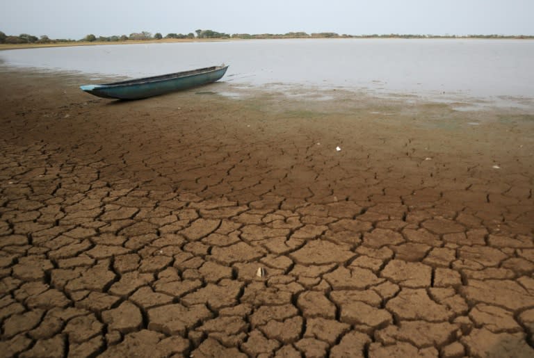 Drought conditions have dried up the Lebrija River, trapping manatees in northeastern Colombia (Handout)