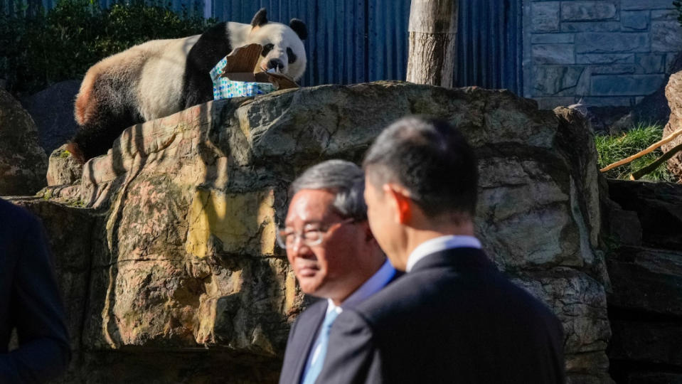2024年6月16日，中國總理李強訪澳洲，參訪阿得雷德動物院，貓熊旺旺在後面咬盒子。路透社