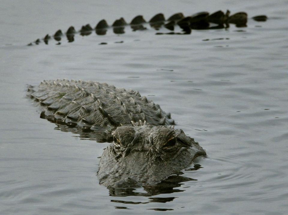  An alligator surfaces in a pond near located near the Space Shuttle Discovery as it sits on launch pad 39b at Kennedy Space Center 8 December 2006 in Cape Canaveral, Florida (Getty Images)