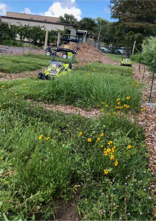 This novel lawn approach shows bahiagrass blended with wildflowers to attract pollinating insects, but be careful using this aggressive, warm-season perennial grass because it can take over quickly.