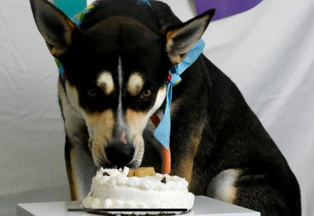 Dante thoroughly enjoying the party. (Photo: Helen Woodward Animal Center)