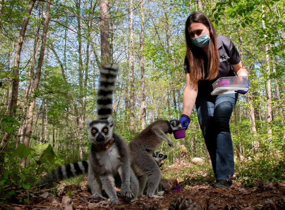 Erin Ehmke, director of research at the Duke Lemur Center, feeds Ring-tailed Lemurs fruit and seeds as a part of an ecological experiment in the facility’s forested enclosure on Wednesday, April 12, 2023, in Durham, N.C.