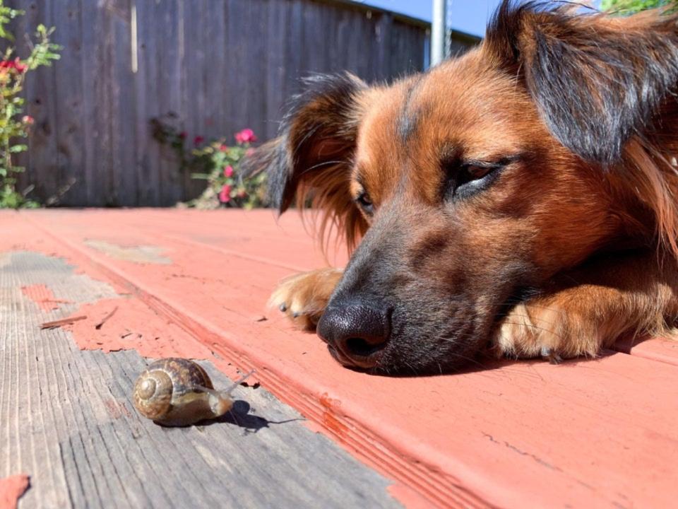 “Mi perro Charlie se hizo amigo de un caracol hoy”. (Foto: reddit / <a href="http://www.reddit.com/r/aww/comments/gpxngt/my_dog_charlie_made_friends_with_a_snail_today/" rel="nofollow noopener" target="_blank" data-ylk="slk:BebTheBirb;elm:context_link;itc:0;sec:content-canvas" class="link ">BebTheBirb</a>).