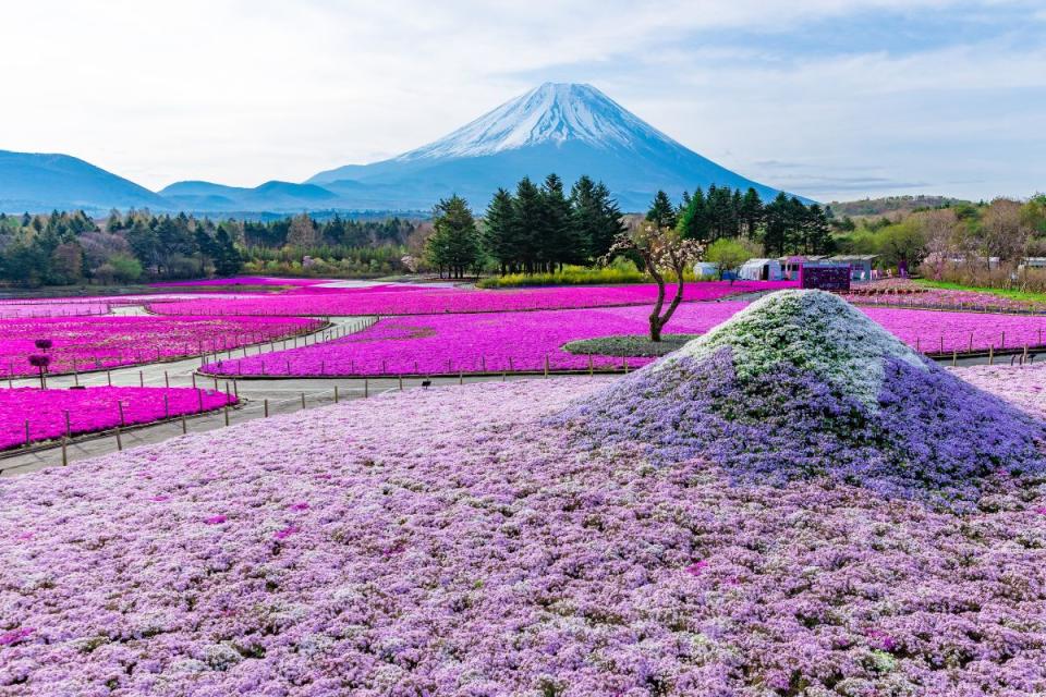 日本旅遊｜富士芝櫻祭4月開催！春天富士五湖絕景 必影富士山+粉紅芝櫻花海