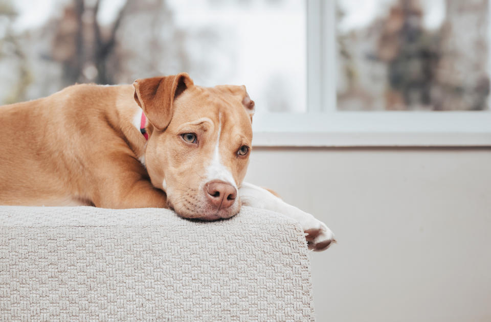 Dog resting its head on the back of a sofa, looking pensive