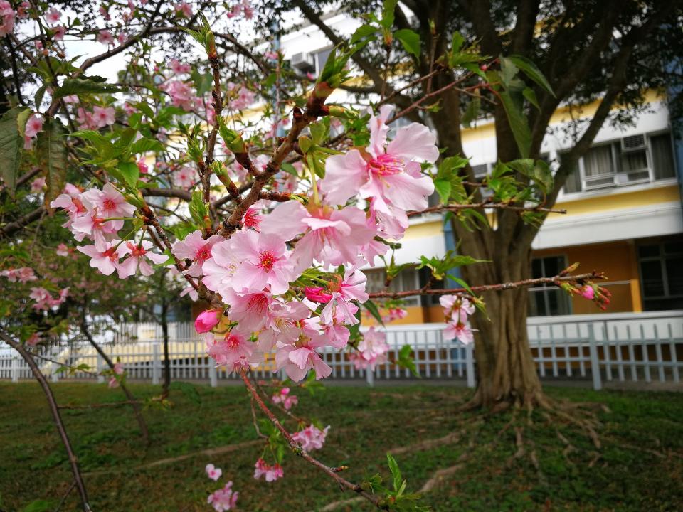 中大河津櫻盛開