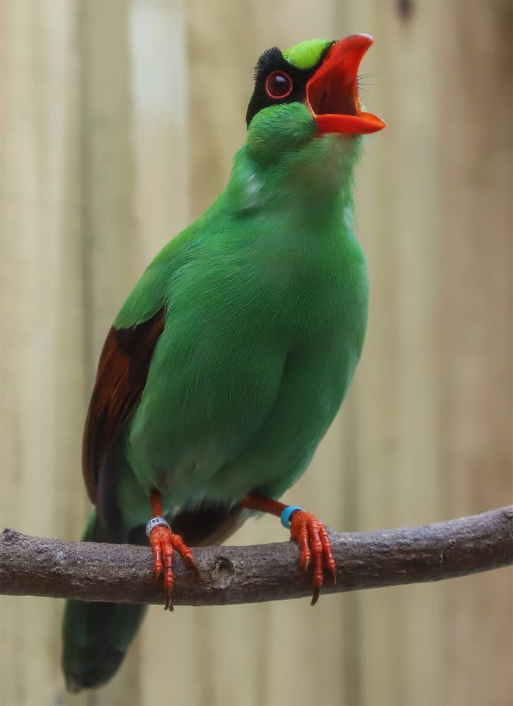 Green Songbird