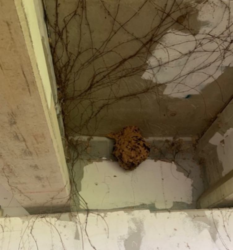 Georgia Department of Agriculture Commissioner Tyler Harper announced September 20, 2023, officials located and destroyed a second yellow-legged hornet nest found on Wilmington Island.