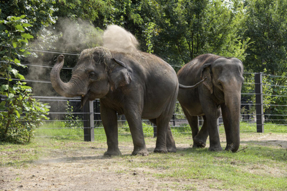 Elephants Rani, left, and Ellie roam in their outdoor area in 2019 at the Saint Louis Zoo, in St. Louis. (Ray Meibaum/Saint Louis Zoo via AP)
