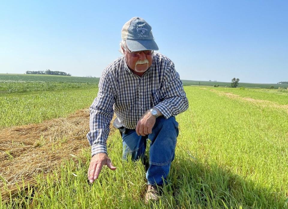 Organic farmer Charlie Johnson inspects a field in his farm southwest of Madison, S.D. Johnson is a leading producer and advocate for organic farming and organic foods in South Dakota. Photo: Bart Pfankuch, South Dakota News Watch