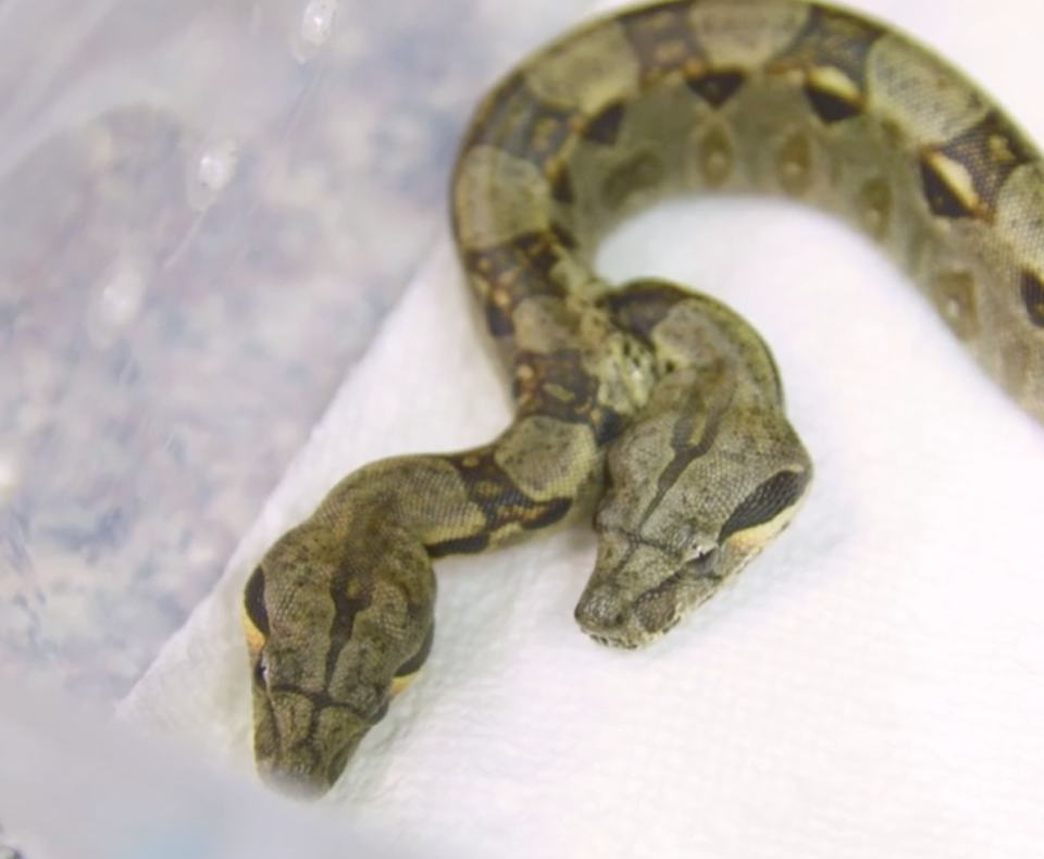 Boa constrictora que nació con dos cabezas y dos corazones. Foto: Twitter.com/NatGeo