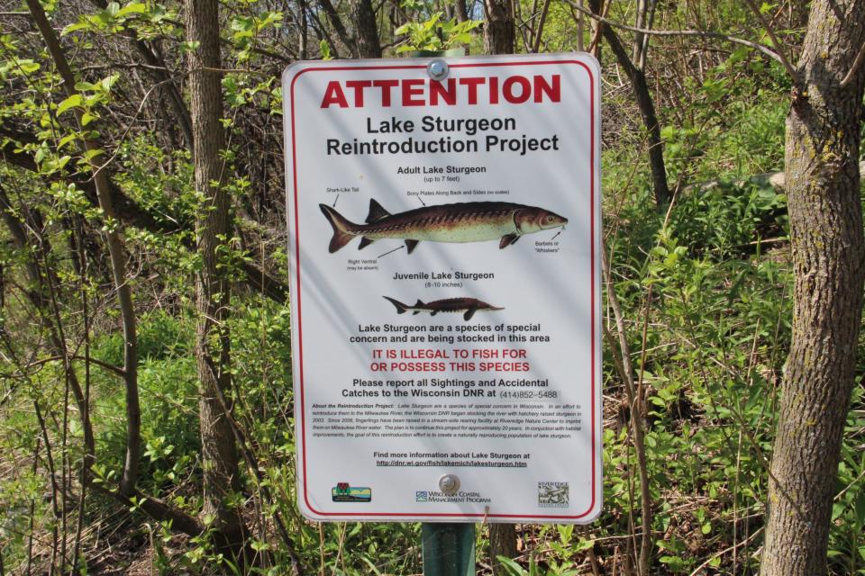 A sign at Estabrook Falls on the Milwaukee River informs anglers and the general public about the protected status of lake sturgeon.