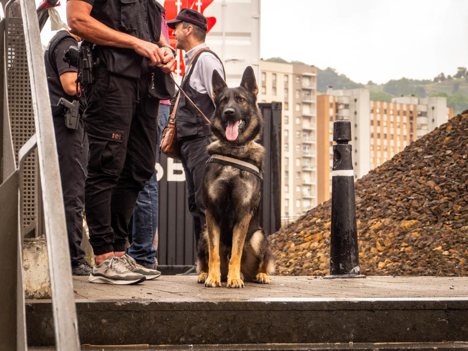 Dogs of the Tour de France