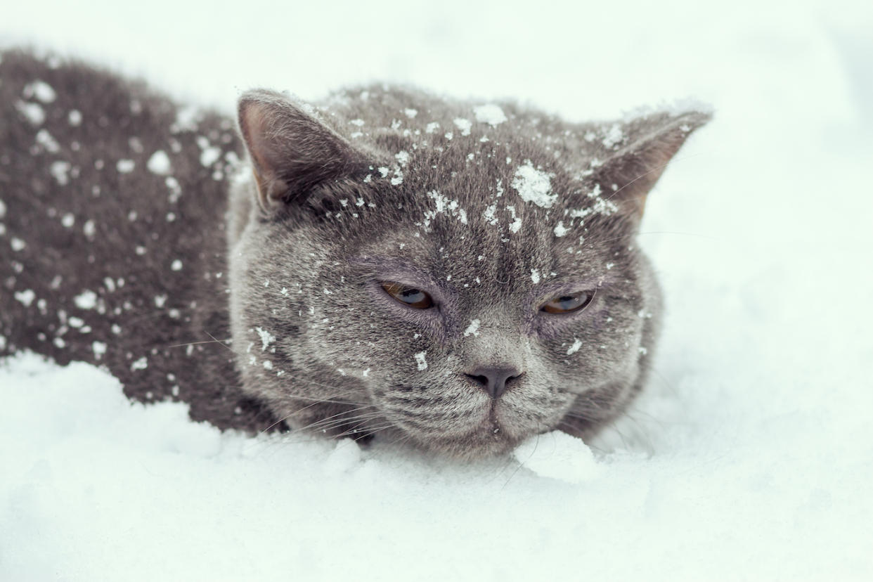 Katzen halten sich in der Regel eher ungern im Schnee auf. (Symbolbild: Getty Images)
