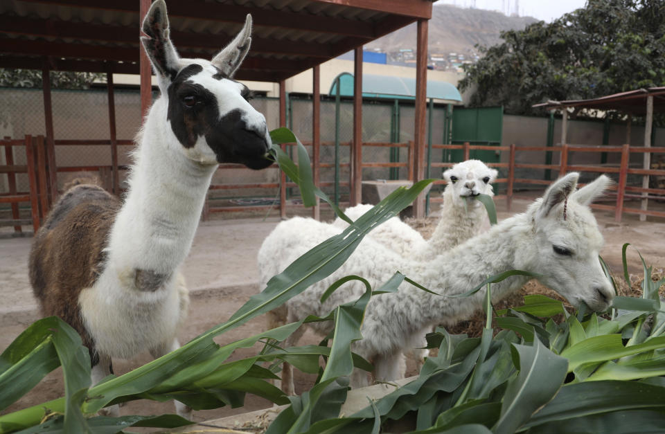 Image: Llama antibodies COVID (Martin Mejia / AP)