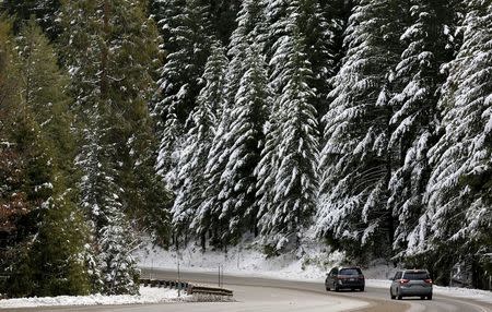 Cars pass by trees laden with snow along Highway 50, west of South Lake Tahoe, California, December 30, 2015. REUTERS/Fred Greaves