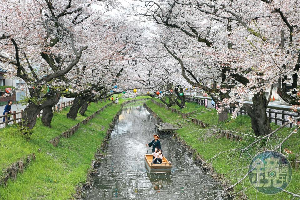 櫻花盛開季節造訪冰川神社，新河岸川兩旁的櫻花正值滿開，小舟緩緩駛入季節美景當中，如詩如畫。