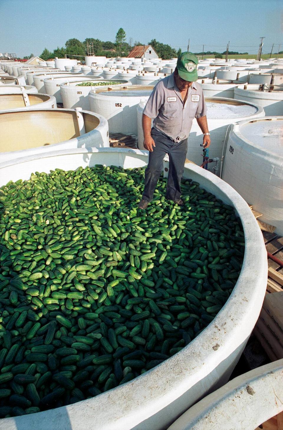 View of pickles processing at the Best Maid factory. A worker is seen standing on top of a large barrel of cucumbers. [FWST photographer Norm Tindell]