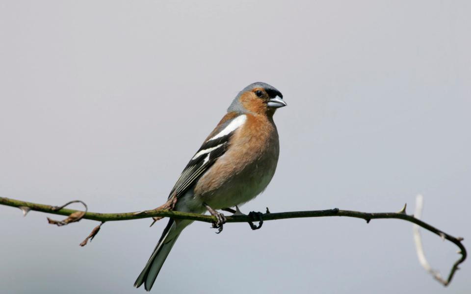 The chaffinch is under threat - RSPB