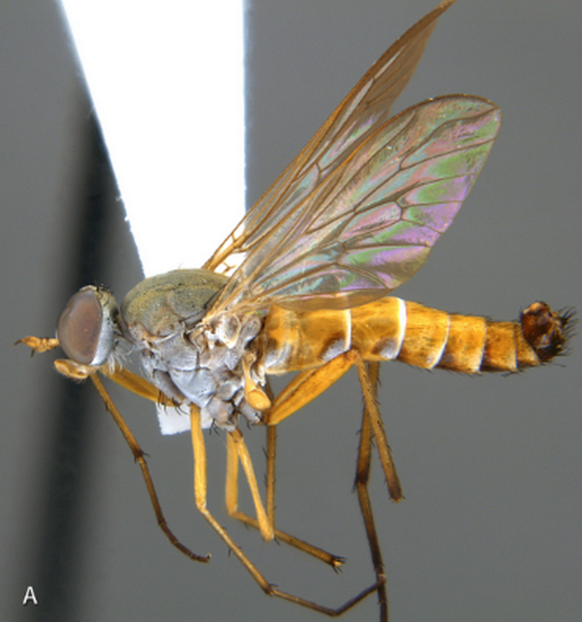 Rinhatiana arctifestuca, a new species of stiletto fly, has an elongated body like the heel of a stiletto shoe.