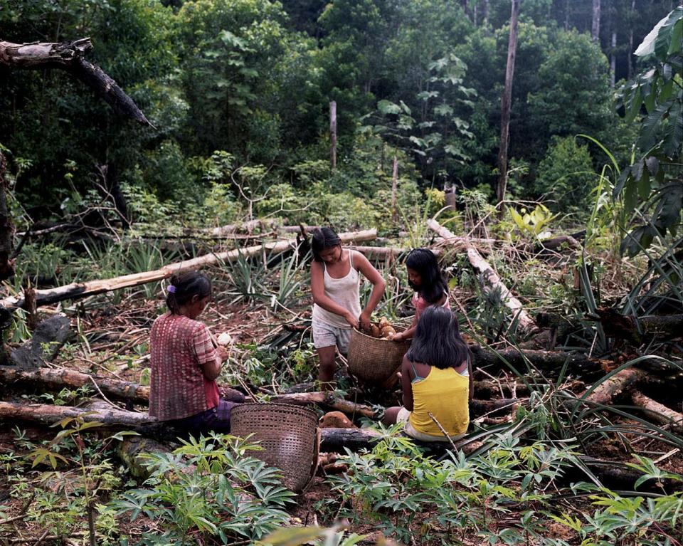 Territorios indígenas Colombia. Mujeres indígenas recogen alimentos en sus chagras. Foto: Stefan Ruiz, Fundación Gaia Amazonas.