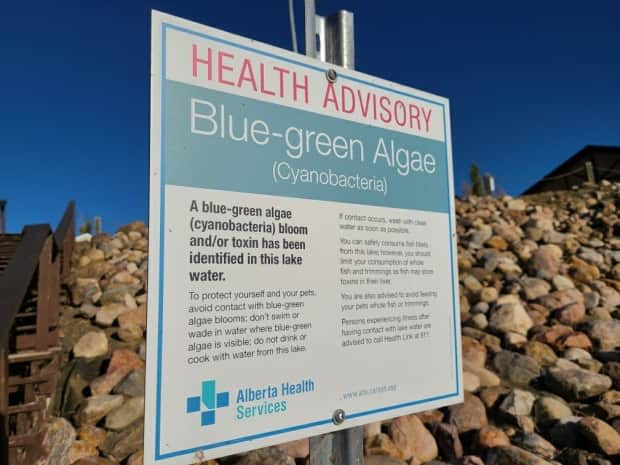 Alberta Health Services is advising people not to swim or wade in Pigeon Lake, near Zeiner Park Beach, after elevated levels of fecal bacteria were detected in the water there. (Kory Siegers/CBC - image credit)