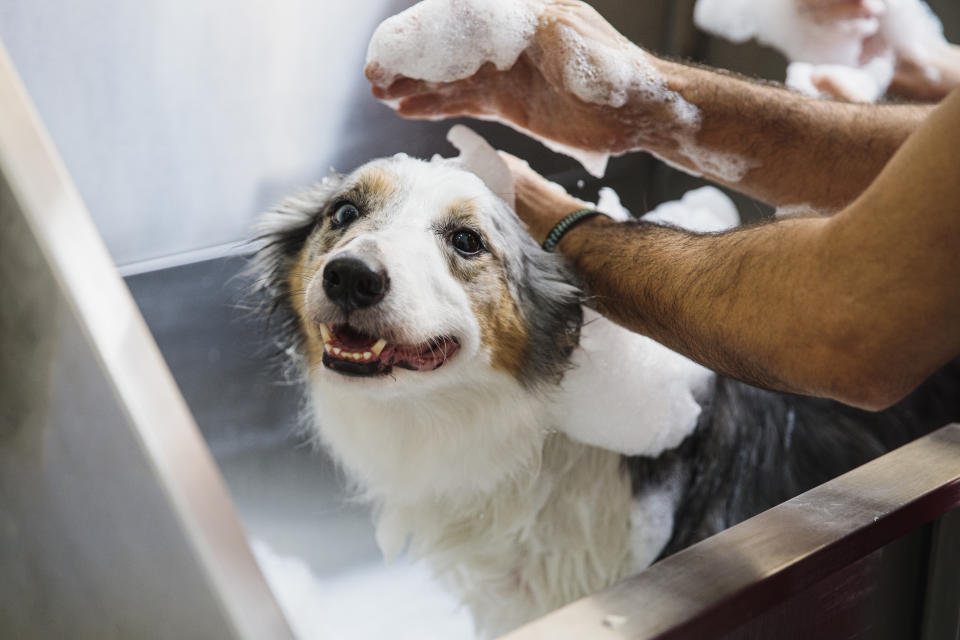 dog getting a bath