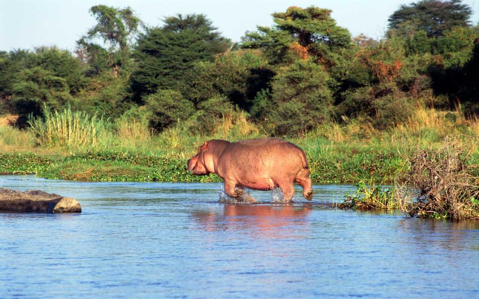 Hippos in Zambia