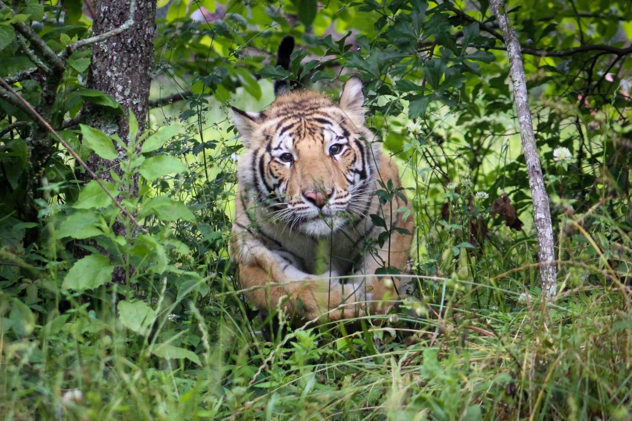 India the tiger is now in his large naturally wooded habitat at Black Beauty Ranch, as of May 24, 2021.