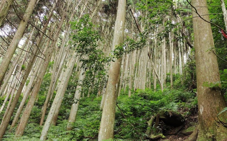 竹縣搶國旅市場，近期將再推10條特色步道。（圖：縣府提供）