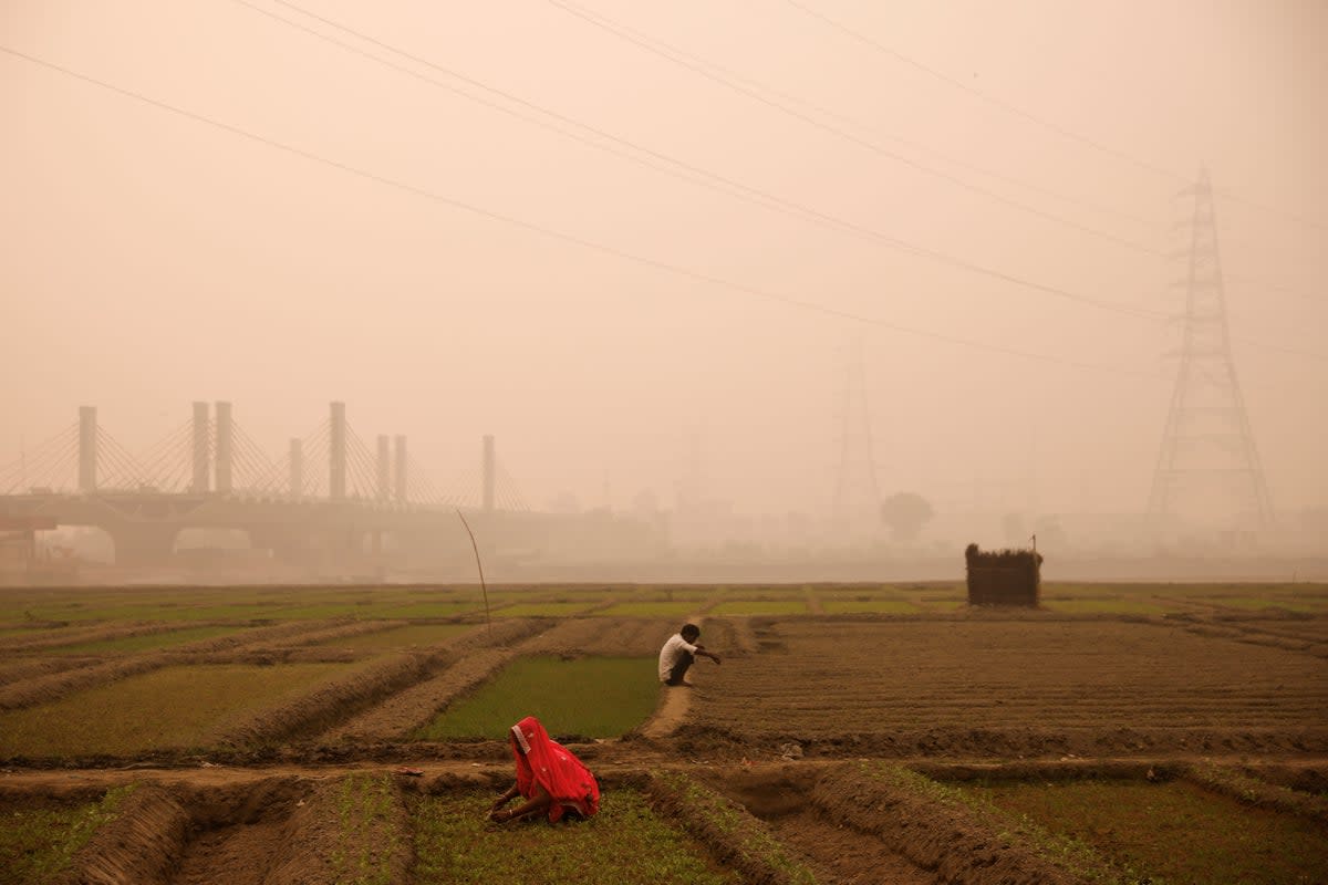 Farmers work amid smog in a field on the banks of the Yamuna river in New Delhi, India  (Reuters)