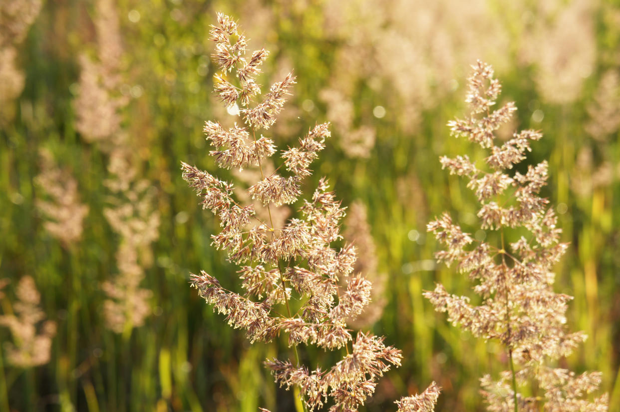 Grass pollen. (Getty Images)