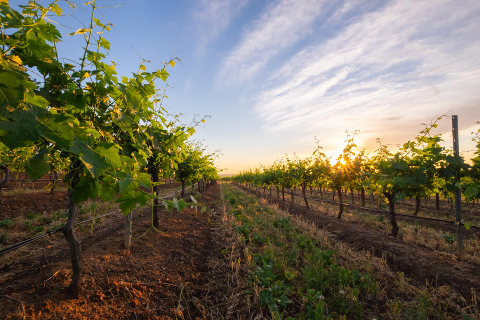 Sunrise over a grapevine plantation