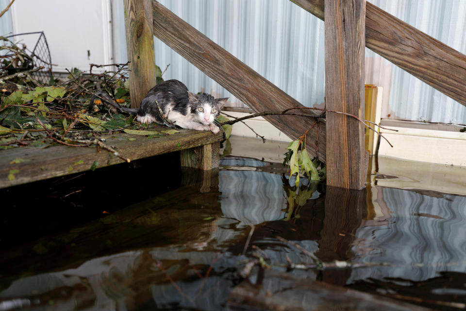 A soaked cat rests at the entrance to a trailer home after swimming there through floodwaters, before eventually being rescued, as the Northeast Cape Fear River breaks its banks after Hurricane Florence in Burgaw, North Carolina, U.S., September 17, 2018. REUTERS/Jonathan Drake