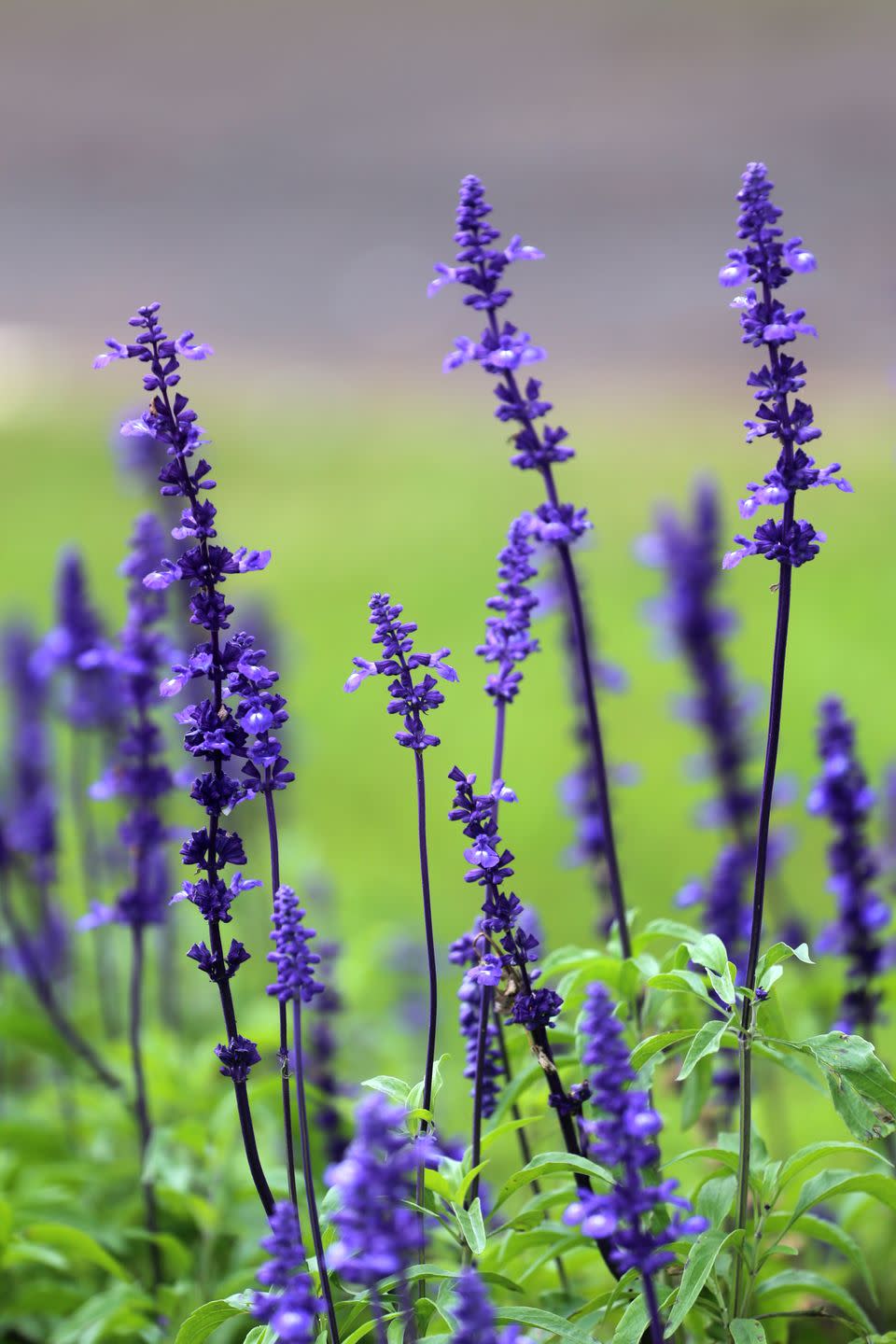 salvia blossoming