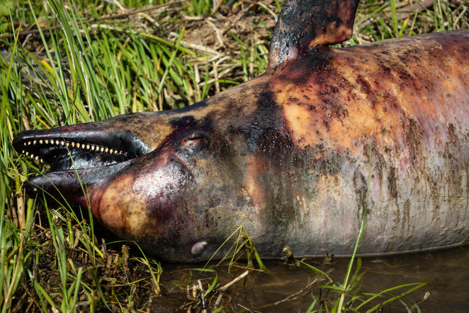 A dead dolphin in the Breton Sound off St. Bernard Parish. A dolphin die-off started in the spring of 2019 not long after the opening of the Bonnet Carre Spillway. (Photo: Julie Dermansky)