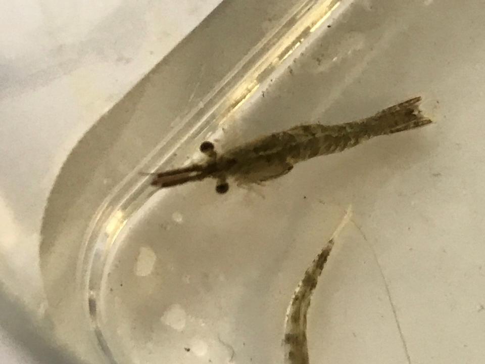 Amphipods are seen in the water at the Oceanarium in Hampton Beach.