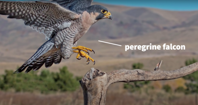 SNAG Bird-Robot Is a Motorized Falcon With Claws and Sensors, Can