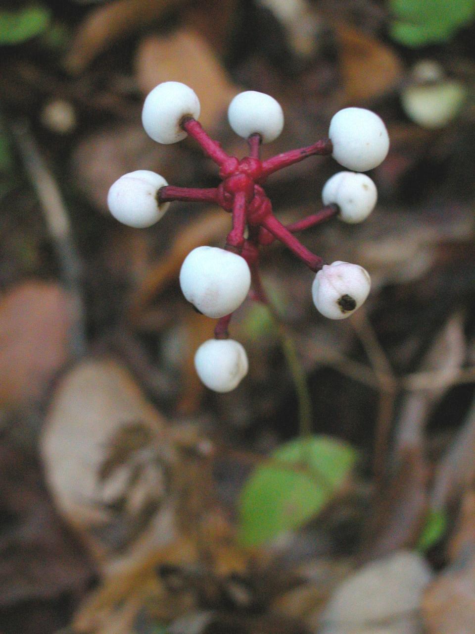 Doll’s eyes or white baneberry, native herb, is rare in North Florida.